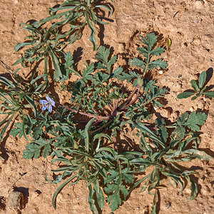 Erodium ciconium (Geraniaceae)  - Érodium bec-de-cigogne, Bec-de-cigogne Albacete [Espagne] 01/05/2018 - 720m