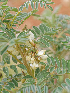 Erophaca baetica subsp. baetica (Fabaceae)  - Astragale du Portugal Serrania de Ronda [Espagne] 07/05/2018 - 1210m