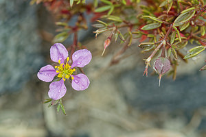 Fagonia cretica (Zygophyllaceae)  - Fagonie de Crête Almeria [Espagne] 04/05/2018 - 320m