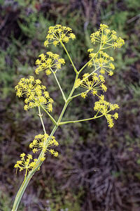 Ferula communis subsp. catalaunica (Apiaceae)  - Férule de Catalogne Almeria [Espagne] 04/05/2018 - 320m
