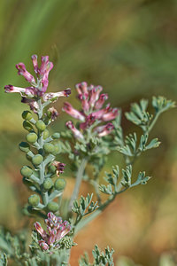 Fumaria officinalis (Papaveraceae)  - Fumeterre officinale, Herbe à la veuve - Common Fumitory Albacete [Espagne] 01/05/2018 - 720m