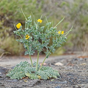Glaucium flavum (Papaveraceae)  - Glaucier jaune, Glaucière jaune, Pavot jaune des sables - Yellow Horned Poppy Almeria [Espagne] 04/05/2018 - 300m