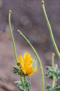 Glaucium flavum (Papaveraceae)  - Glaucier jaune, Glaucière jaune, Pavot jaune des sables - Yellow Horned Poppy Almeria [Espagne] 04/05/2018 - 300m