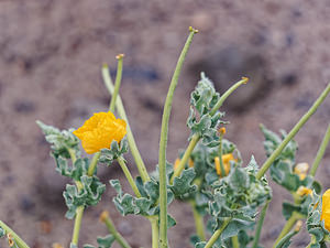Glaucium flavum (Papaveraceae)  - Glaucier jaune, Glaucière jaune, Pavot jaune des sables - Yellow Horned Poppy Almeria [Espagne] 04/05/2018 - 300m