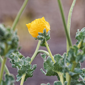 Glaucium flavum (Papaveraceae)  - Glaucier jaune, Glaucière jaune, Pavot jaune des sables - Yellow Horned Poppy Almeria [Espagne] 04/05/2018 - 300m