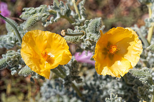 Glaucium flavum (Papaveraceae)  - Glaucier jaune, Glaucière jaune, Pavot jaune des sables - Yellow Horned Poppy Almeria [Espagne] 05/05/2018 - 40m