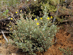 Halimium atriplicifolium (Cistaceae)  - Halimium à feuilles d'atriplex Serrania de Ronda [Espagne] 08/05/2018 - 960m