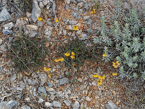 Herniaria fontanesi (Caryophyllaceae)  Serrania de Ronda [Espagne] 07/05/2018 - 1250m