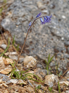 Hyacinthoides hispanica (Asparagaceae)  - Fausse jacinthe d'Espagne, Jacinthe d'Espagne - Spanish Bluebell Serrania de Ronda [Espagne] 07/05/2018 - 1190m