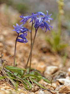 Hyacinthoides hispanica (Asparagaceae)  - Fausse jacinthe d'Espagne, Jacinthe d'Espagne - Spanish Bluebell Serrania de Ronda [Espagne] 07/05/2018 - 1190m