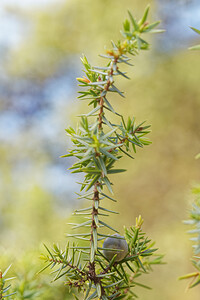 Juniperus oxycedrus subsp. macrocarpa (Cupressaceae)  - Genévrier à gros fruits, Genévrier oxycèdre à gros fruits El Condado [Espagne] 11/05/2018 - 10m