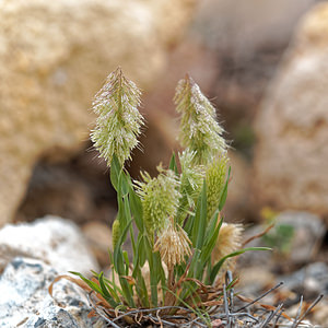 Lamarckia aurea (Poaceae)  - Lamarckie dorée, Crételle dorée - Golden Dog's-tail Almeria [Espagne] 05/05/2018 - 380m