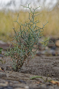 Launaea lanifera (Asteraceae)  - Launée laineuse Almeria [Espagne] 04/05/2018 - 320m