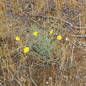 Launaea lanifera (Asteraceae)  - Launée laineuse Almeria [Espagne] 04/05/2018 - 330m