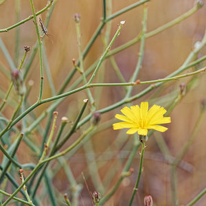 Launaea lanifera (Asteraceae)  - Launée laineuse Almeria [Espagne] 04/05/2018 - 330m