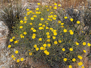 Launaea lanifera (Asteraceae)  - Launée laineuse Almeria [Espagne] 05/05/2018 - 370m