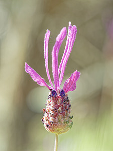 Lavandula pedunculata (Lamiaceae)  - Lavande pédonculée El Condado [Espagne] 11/05/2018 - 10m