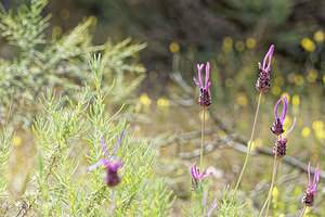 Lavandula pedunculata (Lamiaceae)  - Lavande pédonculée El Condado [Espagne] 11/05/2018 - 10m