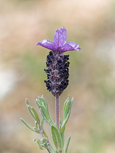 Lavandula stoechas (Lamiaceae)  - Lavande stoechade, Lavande papillon, Lavande stéchade Serrania de Ronda [Espagne] 07/05/2018 - 1210m