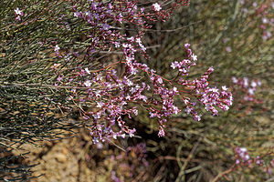 Limonium insigne (Plumbaginaceae)  - Limonium remarquable Almeria [Espagne] 03/05/2018 - 330m