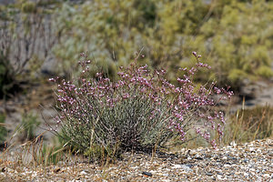 Limonium insigne (Plumbaginaceae)  - Limonium remarquable Almeria [Espagne] 03/05/2018 - 330m
