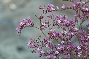 Limonium insigne (Plumbaginaceae)  - Limonium remarquable Almeria [Espagne] 03/05/2018 - 320m