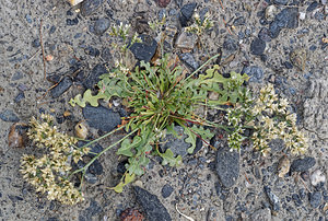 Limonium lobatum (Plumbaginaceae)  - Limonium lobé, Statice lobé Almeria [Espagne] 04/05/2018 - 310m