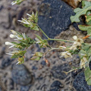 Limonium lobatum (Plumbaginaceae)  - Limonium lobé, Statice lobé Almeria [Espagne] 04/05/2018 - 310m