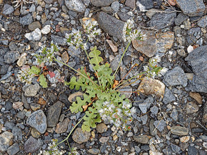 Limonium lobatum (Plumbaginaceae)  - Limonium lobé, Statice lobé Almeria [Espagne] 04/05/2018 - 310m