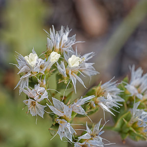 Limonium lobatum (Plumbaginaceae)  - Limonium lobé, Statice lobé Almeria [Espagne] 04/05/2018 - 310m
