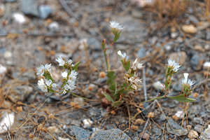 Limonium lobatum (Plumbaginaceae)  - Limonium lobé, Statice lobé Almeria [Espagne] 05/05/2018 - 360m