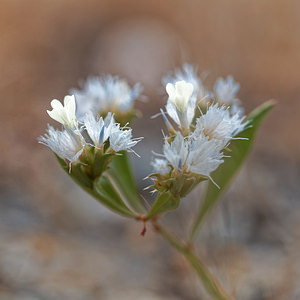 Limonium lobatum (Plumbaginaceae)  - Limonium lobé, Statice lobé Almeria [Espagne] 05/05/2018 - 360m