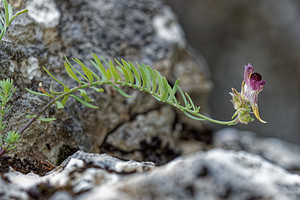 Linaria tristis (Plantaginaceae)  - Linaire triste Sierra de Cadix [Espagne] 08/05/2018 - 770m