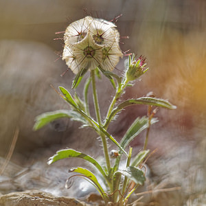 Lomelosia stellata (Caprifoliaceae)  - Lomélosie étoilée, Scabieuse étoilée Almeria [Espagne] 03/05/2018 - 450m