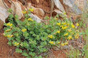 Lotus cytisoides (Fabaceae)  - Lotier faux cytise Serrania de Ronda [Espagne] 07/05/2018 - 1210m