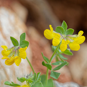 Lotus cytisoides (Fabaceae)  - Lotier faux cytise Serrania de Ronda [Espagne] 07/05/2018 - 1210m