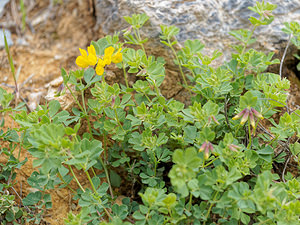 Lotus cytisoides (Fabaceae)  - Lotier faux cytise Serrania de Ronda [Espagne] 07/05/2018 - 1190m