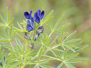 Lupinus angustifolius (Fabaceae)  - Lupin à feuilles étroites, Lupin bleu - Narrow-leaved Lupin Serrania de Ronda [Espagne] 08/05/2018 - 850m