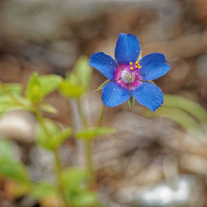 Lysimachia foemina (Primulaceae)  - Lysimaque bleue, Mouron femelle, Mouron bleu - Blue Pimpernel Sierra de Cadix [Espagne] 08/05/2018 - 830m