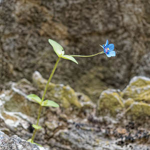 Lysimachia foemina (Primulaceae)  - Lysimaque bleue, Mouron femelle, Mouron bleu - Blue Pimpernel Serrania de Ronda [Espagne] 10/05/2018 - 460m