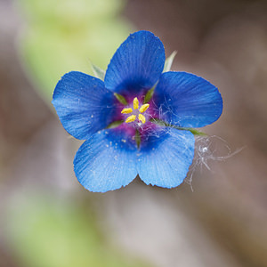 Lysimachia foemina (Primulaceae)  - Lysimaque bleue, Mouron femelle, Mouron bleu - Blue Pimpernel Serrania de Ronda [Espagne] 10/05/2018 - 460m