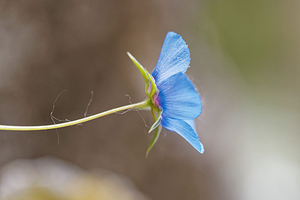 Lysimachia foemina (Primulaceae)  - Lysimaque bleue, Mouron femelle, Mouron bleu - Blue Pimpernel Serrania de Ronda [Espagne] 10/05/2018 - 460m