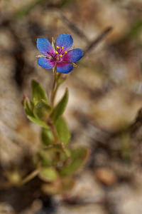 Lysimachia monelli (Primulaceae)  - Lysimaque de Monnel, Mouron de Monnel - Garden Pimpernel Lisbonne [Portugal] 13/05/2018 - 30m