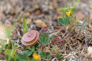 Medicago orbicularis (Fabaceae)  - Luzerne orbiculaire - Button Medick Serrania de Ronda [Espagne] 07/05/2018 - 1310m