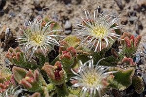 Mesembryanthemum crystallinum (Aizoaceae)  - Gros-pourpier - Common Iceplant Almeria [Espagne] 03/05/2018 - 390m