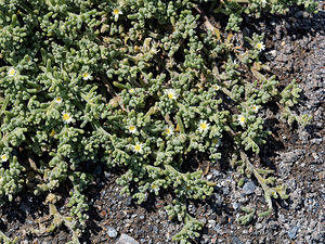 Mesembryanthemum nodiflorum (Aizoaceae)  - Ficoïde à fleurs nodales, Mésembryanthème à fleurs nodales Almeria [Espagne] 03/05/2018 - 330m