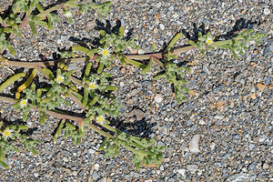 Mesembryanthemum nodiflorum (Aizoaceae)  - Ficoïde à fleurs nodales, Mésembryanthème à fleurs nodales Almeria [Espagne] 04/05/2018 - 320m