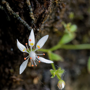 Micranthes clusii subsp lepismigena (Saxifragaceae)  Terra de Trives [Espagne] 19/05/2018 - 310m