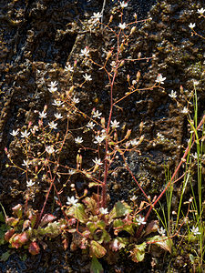 Micranthes clusii subsp lepismigena (Saxifragaceae)  Terra de Trives [Espagne] 19/05/2018 - 290m