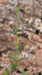 Misopates orontium (Plantaginaceae)  - Misopates rubicond - Weasel's-snout Serrania de Ronda [Espagne] 10/05/2018 - 680m